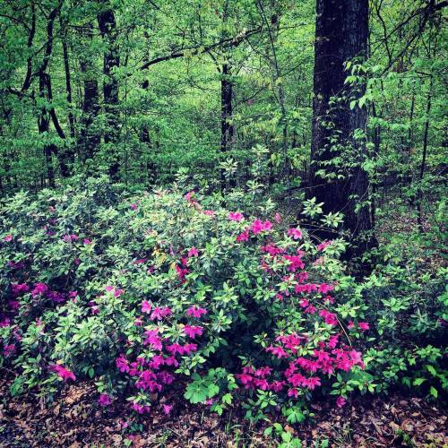 A vibrant patch of pink azaleas blooms among lush green foliage in a serene forest setting.