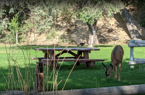 A deer grazes on green grass near a picnic table, with a bird perched on the table in a natural setting.