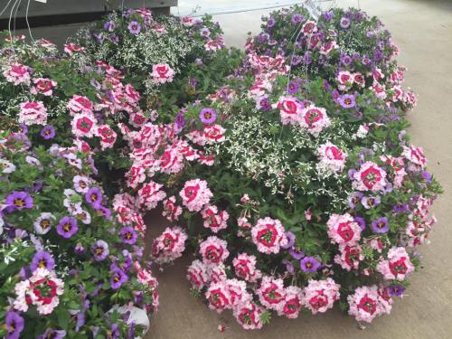 Colorful hanging flower baskets filled with pink, white, and purple blooms arranged in a garden setting.