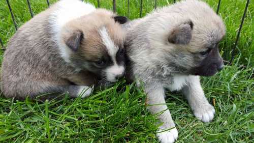 Two adorable puppies sitting on green grass, one with a light brown coat and the other with a grayish coat.