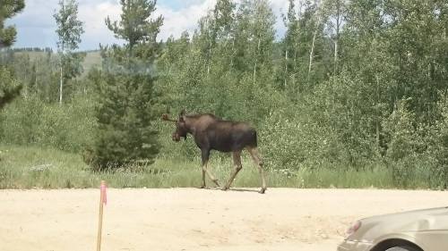 A moose walking along a dirt road, surrounded by trees and greenery.