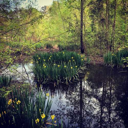 A serene wetland scene with green plants and yellow flowers reflected in calm water, surrounded by lush trees.