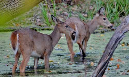 Two deer wade through a shallow, greenish pond surrounded by foliage and fallen leaves.