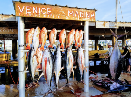 A display of freshly caught fish hanging at Venice Marina, with a sign reading "Fishing Capital of the World."