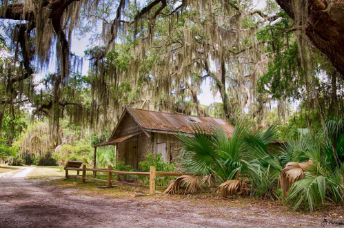 An old, weathered barn surrounded by lush greenery and hanging Spanish moss under a blue sky.