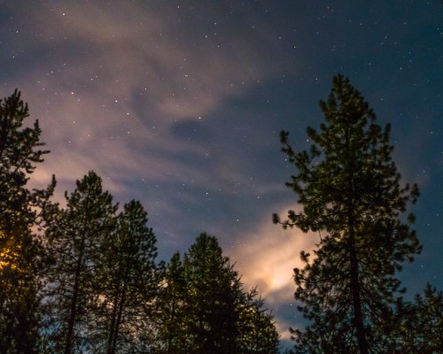Silhouetted pine trees against a starry night sky with wispy clouds.