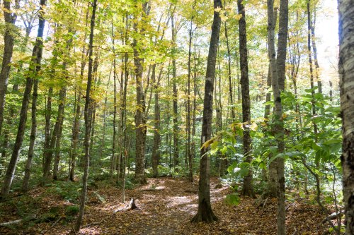 A serene forest path surrounded by tall trees with vibrant autumn leaves. Sunlight filters through the canopy.