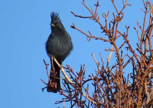 A black bird with a crest perched on a branch against a clear blue sky.