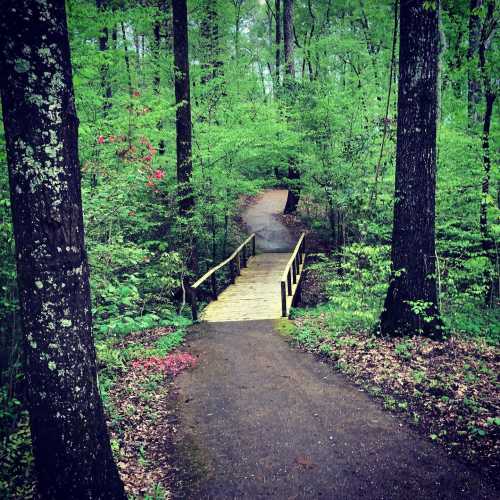 A serene forest path leads to a wooden bridge surrounded by lush green trees and vibrant foliage.