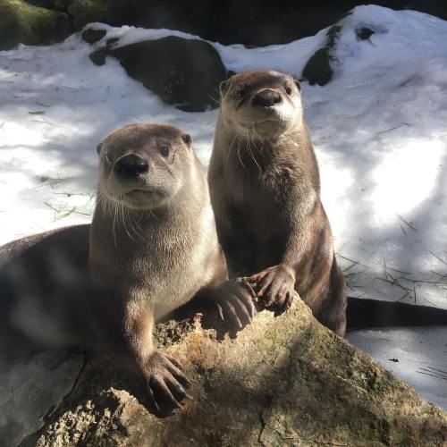 Two playful otters sit on a rock, surrounded by snow, looking curiously at the camera.