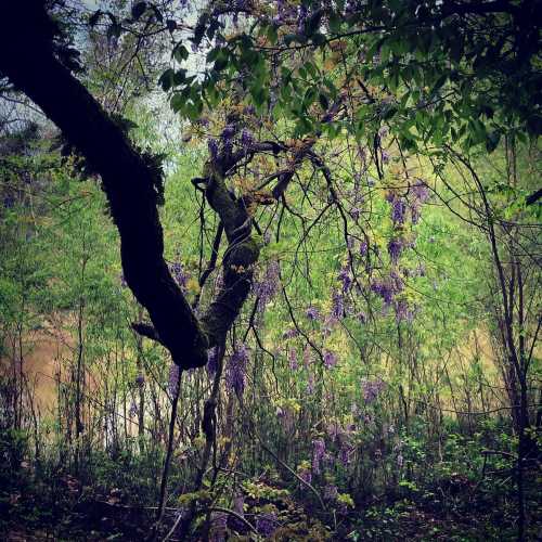 A lush green scene featuring a twisted tree branch and cascading purple wisteria flowers in a natural setting.