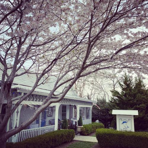 A charming house with a porch, surrounded by blooming cherry blossom trees and neatly trimmed hedges.