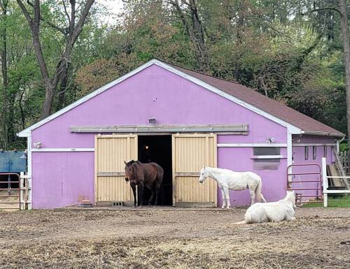 A purple barn with two horses outside, one standing and one lying down, surrounded by trees.