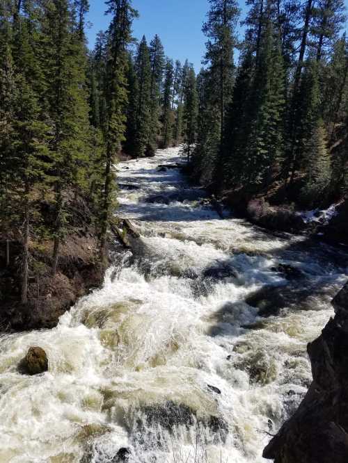 A rushing river flows through a forested landscape, surrounded by tall green trees under a clear blue sky.