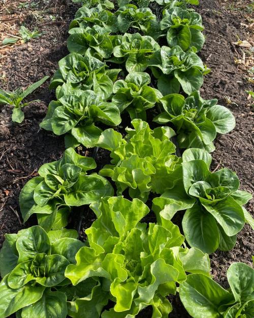 A row of vibrant green lettuce plants growing in rich soil, with some leaves glistening from recent watering.