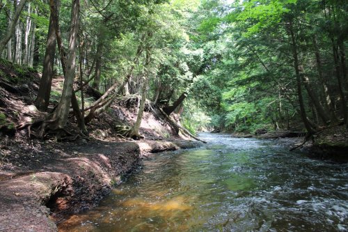 A serene river flows through a lush, green forest with trees lining the banks and sunlight filtering through the leaves.