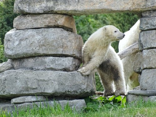 A young polar bear stands playfully beside a stone structure, surrounded by greenery.
