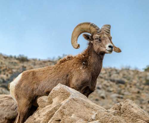 A bighorn sheep stands on rocky terrain, showcasing its impressive curved horns against a blue sky.