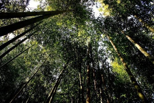 Looking up through tall bamboo stalks towards a bright sky, surrounded by lush green foliage.