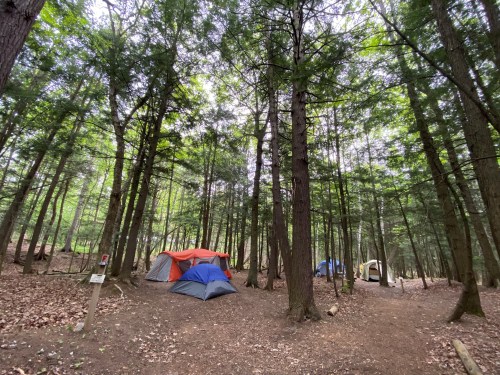 Two tents set up in a wooded area, surrounded by tall trees and scattered leaves on the ground.