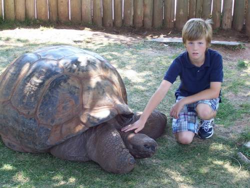A young boy kneels beside a large tortoise, gently touching its shell in a grassy area.