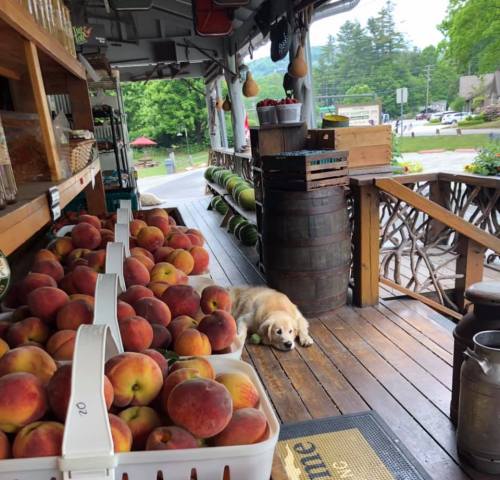A golden retriever rests on a wooden porch beside baskets of fresh peaches at a market.