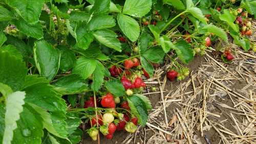 Strawberry plants with ripe red berries and unripe green ones, surrounded by lush green leaves and straw mulch.