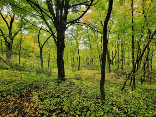 A lush forest scene with vibrant green trees and foliage, showcasing the beauty of nature in autumn.