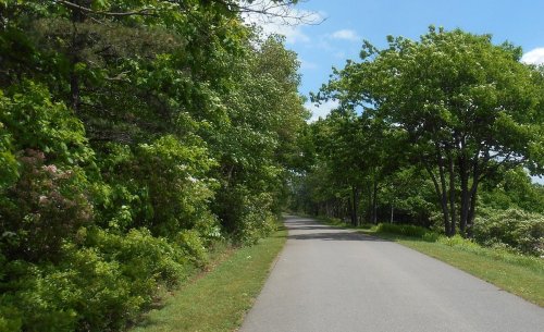 A peaceful, tree-lined road surrounded by lush greenery under a clear blue sky.