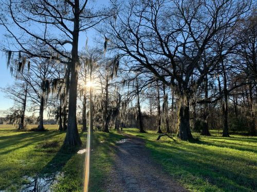 A sunlit path through a swampy area with trees draped in Spanish moss under a clear blue sky.