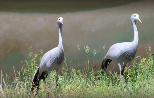 Two gray cranes standing in tall grass near a body of water, with a blurred background.