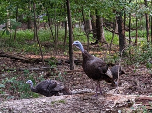 Three wild turkeys stand on a log in a wooded area, surrounded by trees and greenery.