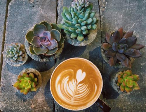 A latte with a heart design surrounded by various succulent plants on a rustic table.