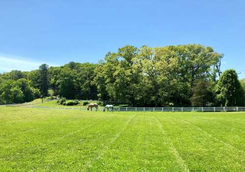 Two horses graze in a lush green field under a clear blue sky, with trees in the background.