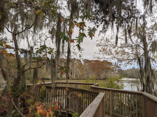 A wooden boardwalk surrounded by trees with Spanish moss, overlooking a calm waterway in a serene natural setting.