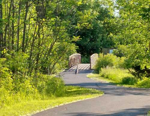 A serene pathway leads to a wooden bridge, surrounded by lush greenery and trees.