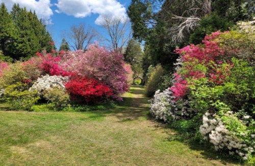 A vibrant garden path lined with blooming azaleas in shades of pink, white, and purple under a blue sky.