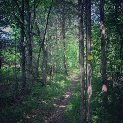 A narrow path winds through a lush green forest, flanked by tall trees and marked by a yellow trail marker.