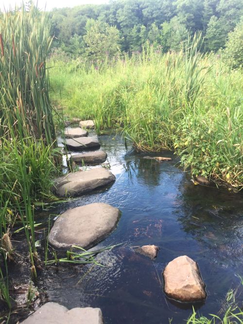 A serene stream with stepping stones surrounded by lush greenery and tall grasses.