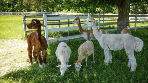 A group of llamas and sheep grazing together in a grassy area near a white fence.