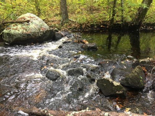 A serene stream flows over rocks in a wooded area, surrounded by green trees and autumn leaves.