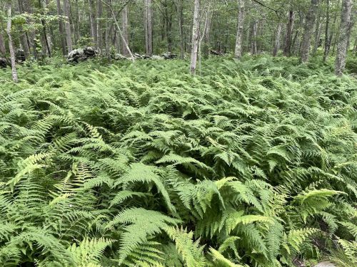 Lush green ferns cover the forest floor, surrounded by trees in a serene woodland setting.
