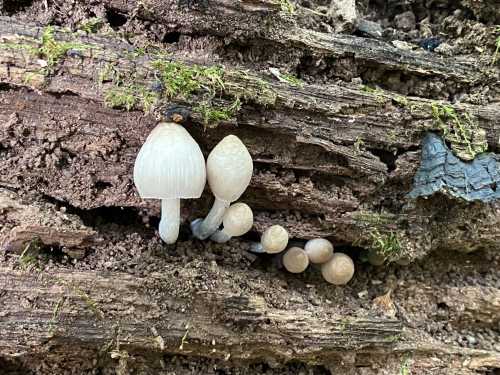 Two small white mushrooms growing on a textured, moss-covered log, with several tiny mushroom buds nearby.