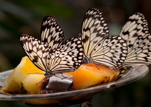 Three black and white butterflies perched on a plate of fruit, surrounded by lush greenery.