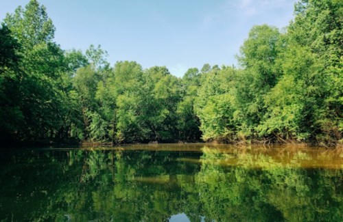 Lush green trees reflect in calm water under a clear blue sky, creating a serene natural landscape.