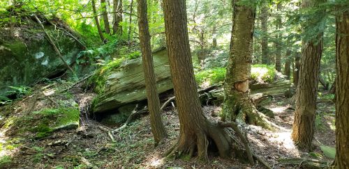 A serene forest scene with tall trees, lush greenery, and a large rock formation partially covered by foliage.