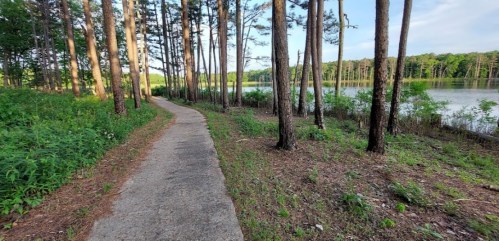 A serene path lined with trees beside a calm lake, surrounded by lush greenery and sunlight filtering through the branches.