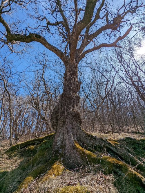 A large, gnarled tree with bare branches stands on a grassy slope under a clear blue sky.