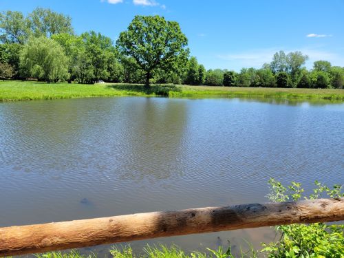 A serene pond surrounded by lush greenery and trees under a clear blue sky.
