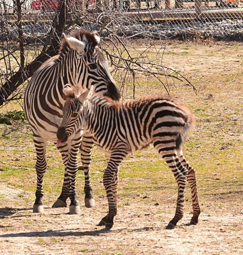 A mother zebra stands beside her young foal in a grassy area, both displaying their distinctive black and white stripes.